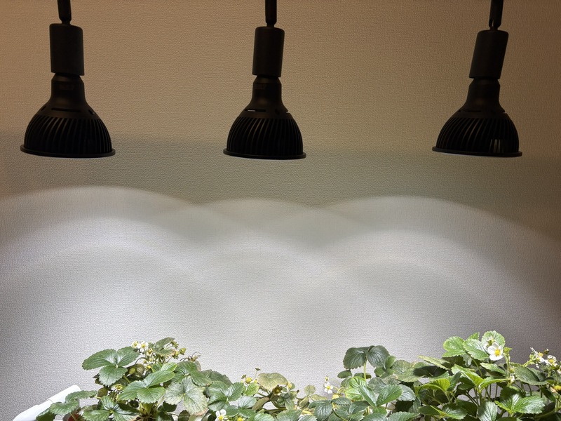 室内水耕栽培でイチゴは育つか?最強の育成ライト「HASU38 spec9」導入レビュー