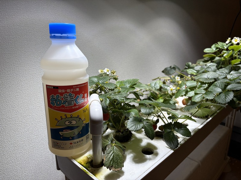 水耕栽培のイチゴをハダニから守る。農薬嫌いの私が選んだ最終兵器「粘着くん」